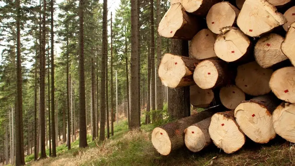 Pilas de troncos de madera en el monte listos para el control de trazabilidad de la normativa EUDR